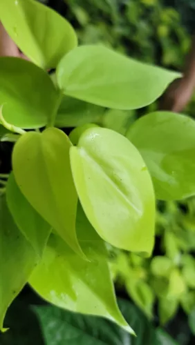 Neon Philodendron Cordatum Live Plant Hederaceum Neon Heart Shape In 4 I... - $21.87 CAD