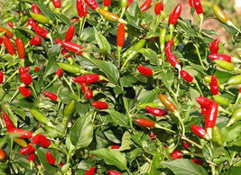 Thai Birds Eye Chilli Pepper Seeds, Very Hot chili,CAPSICUM, Tiny Hot Pepper - £2.15 GBP