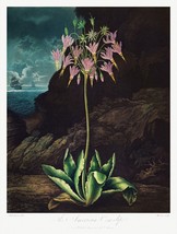11650.Decor Poster.Room Wall.Robert John Thornton Flower painting.Exotic art - £12.80 GBP+