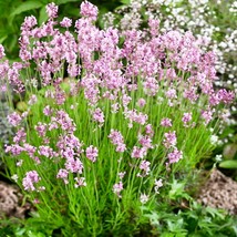 Lavender Pink Lavandula Angustifolia Rosea 20 Seeds Fresh Seeds USA Seller - £9.48 GBP