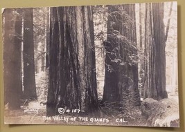 RPPC Redwood Forest CA Dirt Road through Valley of the Giants 1920s Postcard VNT - £4.28 GBP