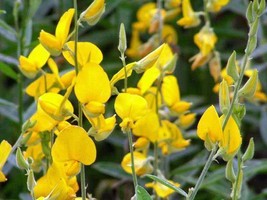 SKMO Crotalaria Juncea | Sunn Hemp | 10 Seeds - $17.38