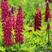 25 Gallery Red Lupine Seeds Non-GMO, Heirloom, Fast Shipping - $8.96