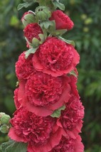 25 Double Rosey Red Hollyhock Seeds Perennial Giant - £13.18 GBP