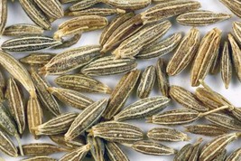 500 Organic Cumin Cuminum Cyminum Herb Flower Seeds - £13.58 GBP