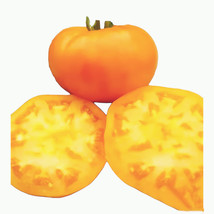 100 Amana Orange Tomato Seeds Nongmo Indeterminate Heirloom - £6.53 GBP