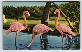 Pink Flamingos Near Miami Florida Postcard Linen Wild Tropical Birds Unused - £9.11 GBP
