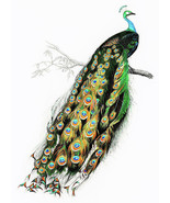 Framed canvas art print giclée indian peafowl digital charles henry dess... - $23.00 CAD+