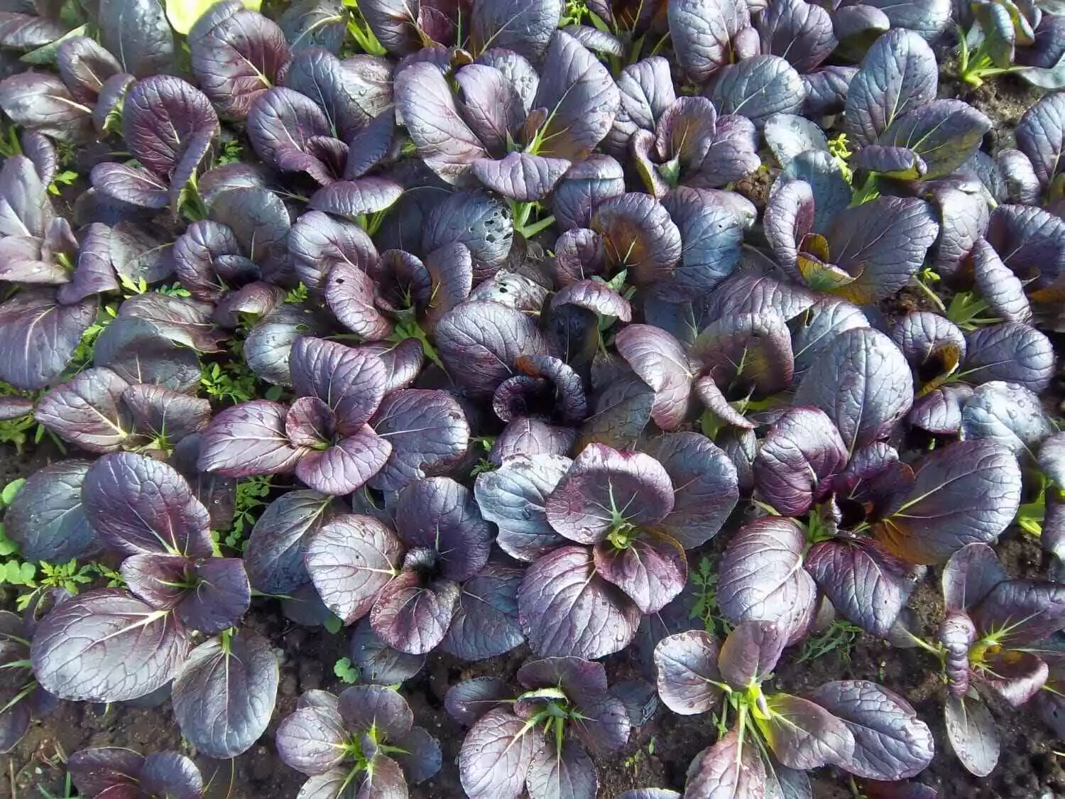 Fresh New 1000 Purple Brassica Rapa Seeds Pak Choi Seed Chinese Little Greens Or - £7.11 GBP