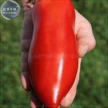 Jersey Devil Tomato Seeds 100 Seeds Long Red Sweet Tomatoes - £5.63 GBP