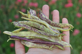 Bean Seeds - Wax Bush - Dragons Tongue  - Vegetable Seeds - Outdoor Living - £25.10 GBP