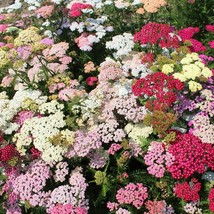 50 Yarrow Colorado Shades Achillea Fragrant Perennial Flower Gardening USA SELLE - £11.10 GBP