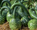 15 Speckled Swan Gourd Seeds Fast Shipping - $8.99