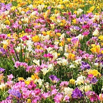 5 Royal Champion Mix Freesia Mixed Colors Pink Blue Purple Yellow Red Or... - $317.23 MXN
