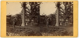 c1900&#39;s Real Photo 3.25X6.75 in Stereoview Card Featuring Image of Trees Forest - £7.46 GBP
