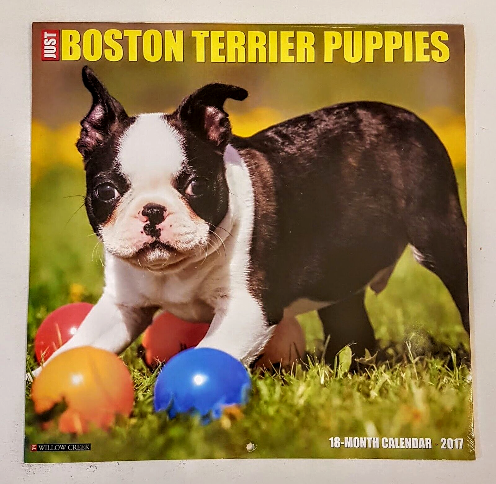 Primary image for BOSTON TERRIER PUPPIES Large Wall Calendar 2017 same as 2023 Willow Creek