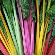 Swiss Chard Bright Lights Vegetable Seeds Beta vulgaris 25 Seeds Fresh Seeds - £10.37 GBP