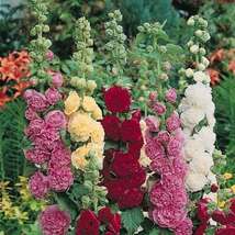 Alcea Rosea Summer Carnival Mix Hollyhock Seeds | Non-GMO - $8.99