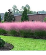Pink Muhly Grass Plug Starter Plant Fresh Garden Fast Shipping - $83.63 CAD