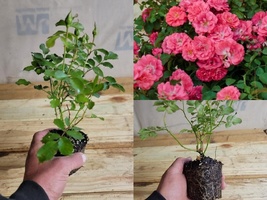 Starter Plant ( 8m ) ( 1 live plant ) Coral Drift® Groundcover Rose - $37.98