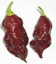 “ 10 PCS SEEDS Bhut jolokia Indian Dark Red Naga Jolokia Pepper, the ghost peppe - £7.99 GBP