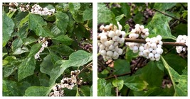 NEW Callicarpa Americana var Lactea Beauty Berry white pint plant - $57.99