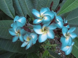 5 Blue White Plumeria Seeds Plants Flower Lei   - £13.34 GBP