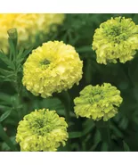 SYST 25 Seeds Nosento Limegreen Marigold Vegetable Seed Catalog Home Garden - $11.98