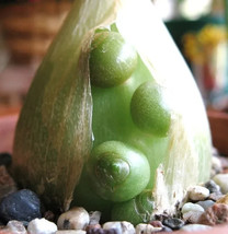 LWK Pregnant Onion Ornithogalum Caudatum Succulent Bulb False Sea Seed 1... - $13.32