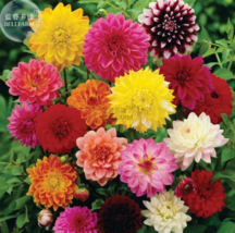 SEED Mixed Dahlia Seeds, 50 seeds, professional pack - $3.99