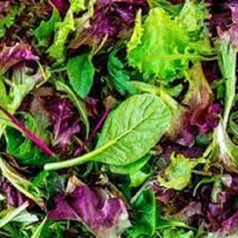 Gourmet Mesclun Leaf Lettuce Mix - Organic Heirloom Seeds. This Mesclun ... - $8.98