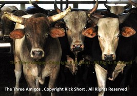 Rodeo Bull Cows Western Wild West Cowboy Photography - €30,82 EUR