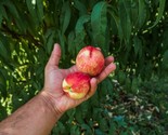 Dwarf Peach Tree Prunus Persica Fast Growing 5 Seeds - £12.02 GBP