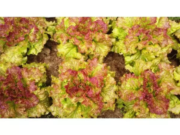 1000 Prize Head Leaf Lettuce Seeds Crisp Sweet Tender Fresh Seeds - $8.98