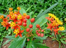 100 BLOODFLOWER Milkweed Flower Seeds Annual Wildflower  - £6.39 GBP