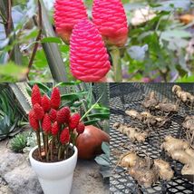 Shampoo Ginger Rare Zingiber Zerumbet Organic Live Plant Rhizomes Pine Cone Bulb - £16.02 GBP+