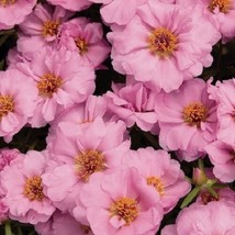 Best 50 Sundial Pink Portulaca Moss Rose Seeds Annual Groundcover Flower Seeds - £8.12 GBP