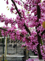 14-18 inches high Eastern Redbud tree (Cercis canadensis) 2 year old plant  - £64.13 GBP