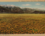 California Poppies Blooming on the Desert Postcard PC566 - $4.99