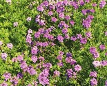 1000 Verbena Purple Moss Seeds Ground Cover Perennial Dwarf Non Gmo Fast... - $8.99
