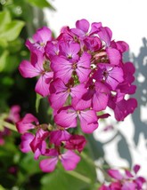 50 Pink Fushia Dames Rocket Flower Seeds Perennial From US  - $8.35