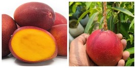 Miyazaki Mango (Egg of the Sun) Live fruit tropical tree seedling - $111.99