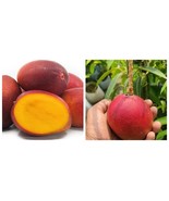 Miyazaki Mango (Egg of the Sun) Live fruit tropical tree seedling - $153.16 CAD