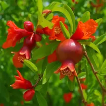 Dwarf Pomegranate ‘Nana’ – Live Fruit Plant, Mini Ornamental Tree, Bonsa... - $159.90