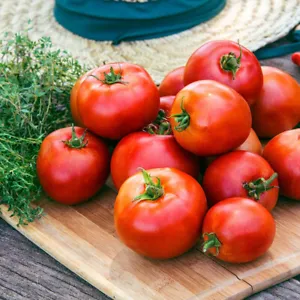 50 Seeds Big League Tomato Juicy Tomatoe Vegetable Edible Food Fresh - $10.32