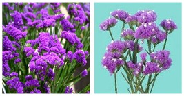 100 seeds Statice- Limonium- Purple Attraction Seeds Fresh Garden Seeds - £17.51 GBP