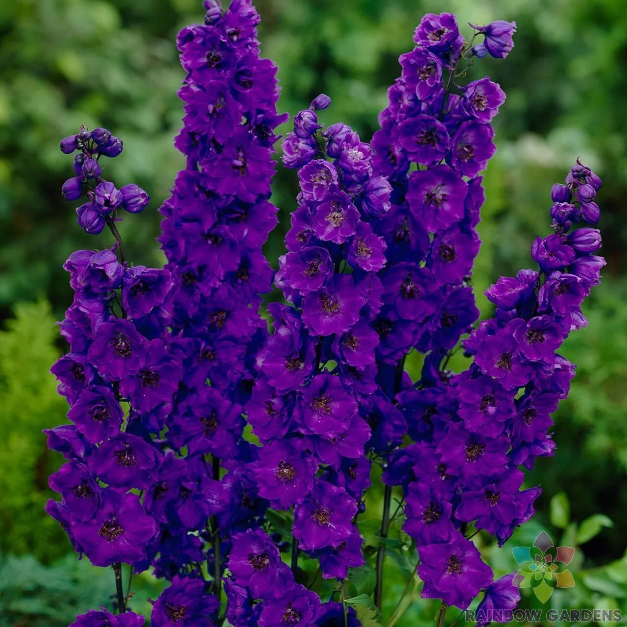200 Pacific Giant Black Night Delphinium Seeds Fresh Seeds - $9.86