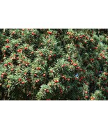 SMR 10 English Yew Taxus Baccata Tree Shrub Conifer Sun Or Shade Red Fre... - $289.18 MXN