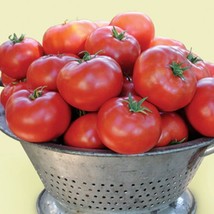 Legend Beefsteak Tomato 20 Seeds Grown To Organic Standards Early Maturing USA F - $18.20