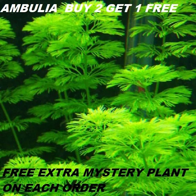 Ambulia Limnophila Indica plants Fresh Live Aquarium Plants BUY2GET1FREE - $18.99